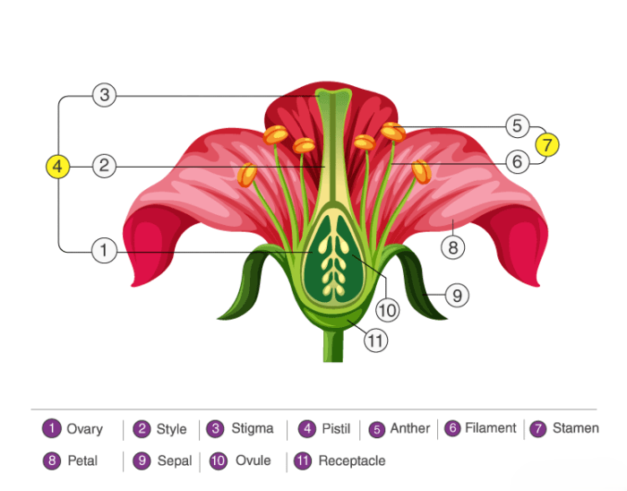 Getting to Know Plants