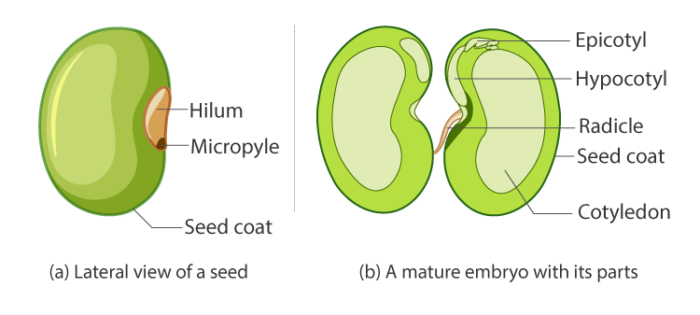 Getting to Know Plants