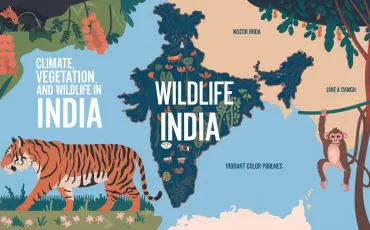 Vegetation and Wildlife