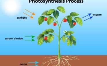 Nutrition in Plants