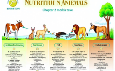 Nutrition in Animals