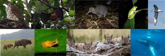 Conservation of Plants and Animals