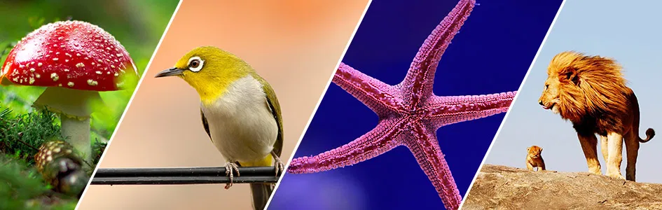 Reproduction in Animals